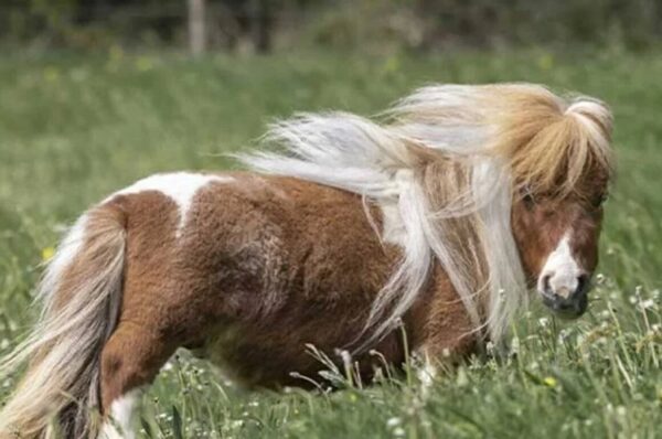 کوچکترین اسب دنیا با ۵۳ سانتی‌متر قد 