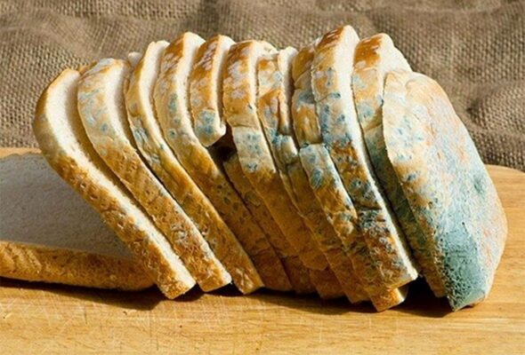 کپک زدن نان