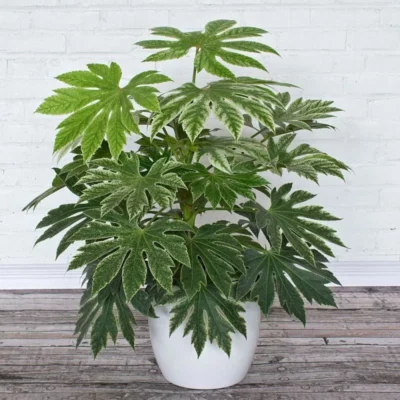 نگهداری گیاه آرالیا ژاپنی