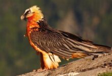 دیده شدن همای سعادت پس سالها در منطقه اکباتان تهران!