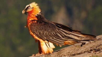 دیده شدن همای سعادت پس سالها در منطقه اکباتان تهران!