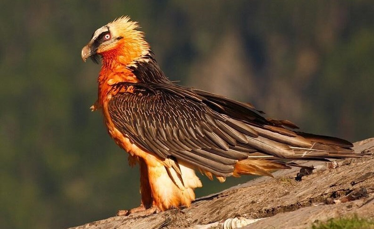 دیده شدن همای سعادت پس سالها در منطقه اکباتان تهران!