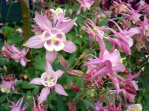احتمال مرگ با چای تاج الملوک