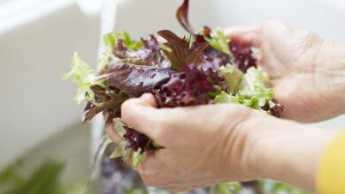 روش صحیح شستشو کاهو فرانسوی