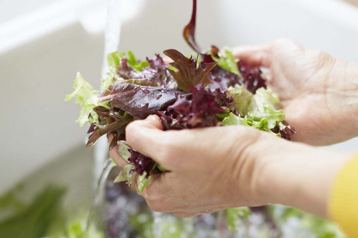 روش صحیح شستشو کاهو فرانسوی