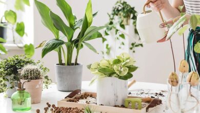 بهترین جا برای نگهداری گیاه آپارتمانی
