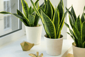 گیاه بی خطر برای سگ و گریه