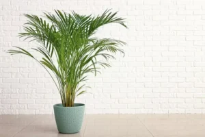گیاه بی خطر برای سگ و گریه