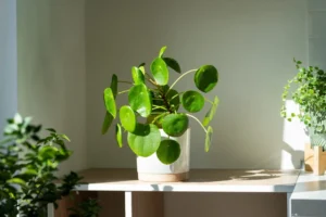 گیاه برای روی میز