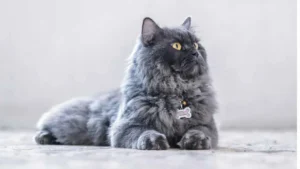 تعبیر خواب گربه