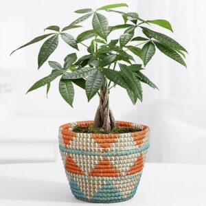 گیاه برای روی میز