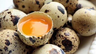 روش تشخیص تخم بلدرچین سالم از کهنه