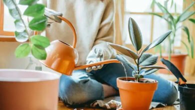 زمان هایی که نباید گیاهان را آبیاری کرد