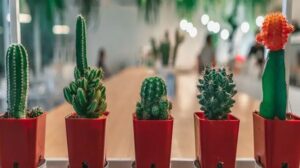 گیاه برای روی میز