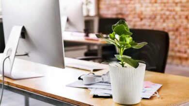 گیاه برای روی میز