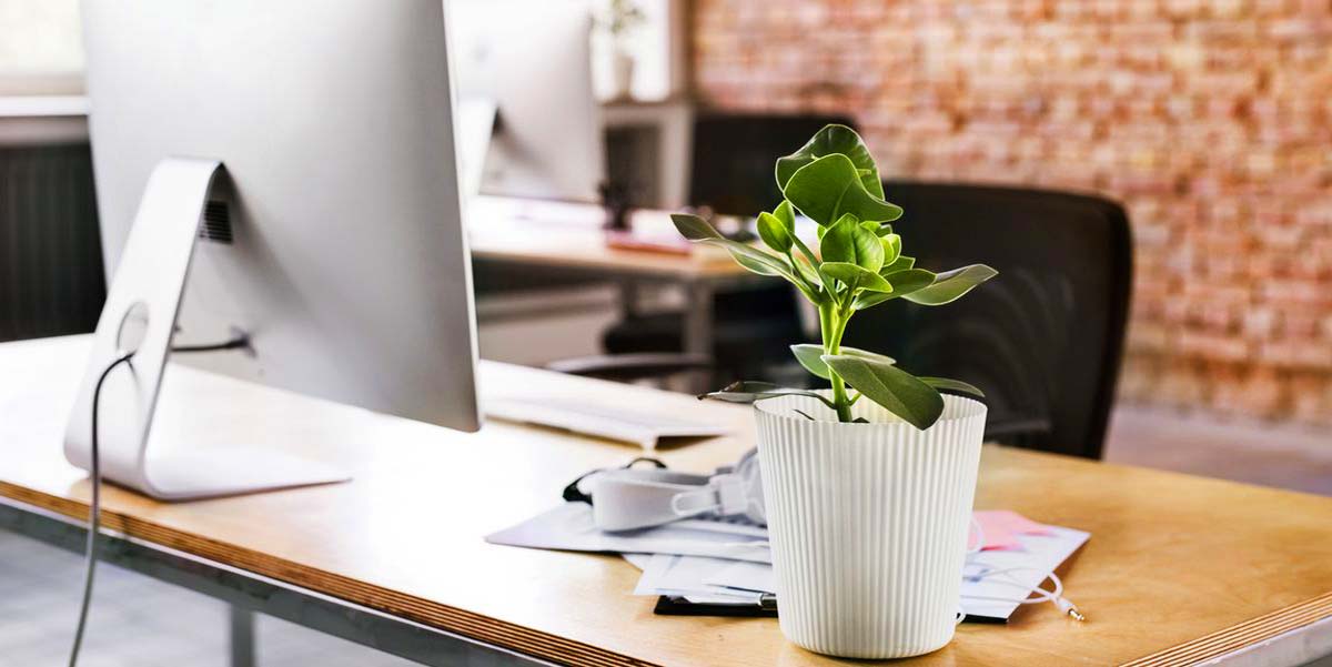 گیاه برای روی میز