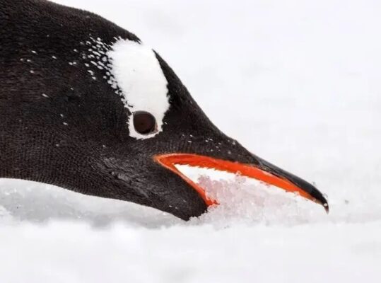 تصویر قطبی سال 2025