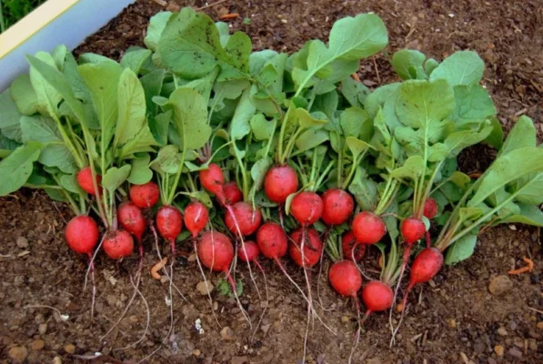 کاشت سبزی در تابستان