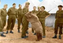 داستان باورنکردنی وویتک خرس ایرانی که به ارتش لهستان پیوست