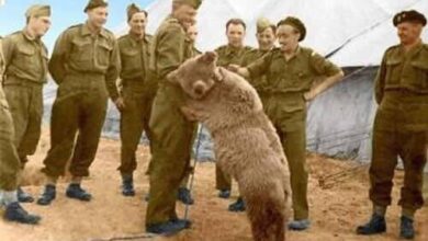 داستان باورنکردنی وویتک خرس ایرانی که به ارتش لهستان پیوست