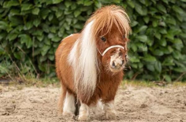 کوچکترین اسب دنیا با ۵۳ سانتی‌متر قد 
