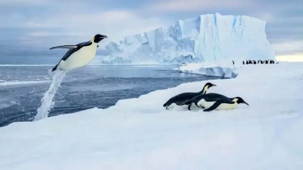 تصویر قطبی سال 2025