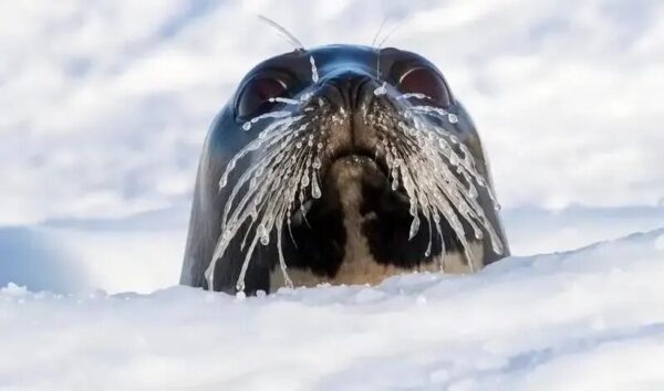 تصویر قطبی سال 2025