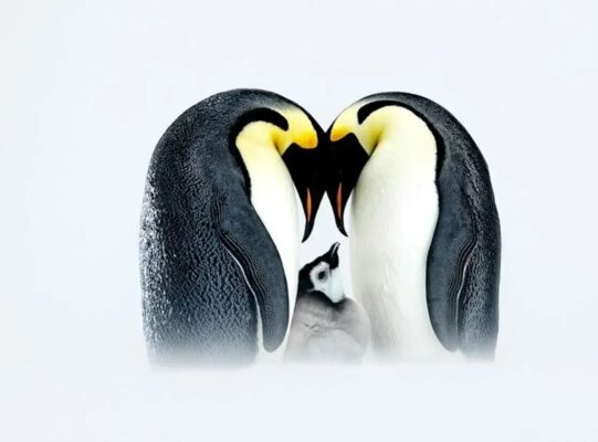 تصویر قطبی سال 2025