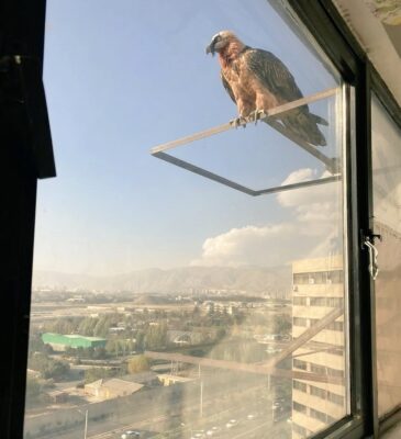 دیده شدن همای سعادت پس سالها در منطقه اکباتان تهران!