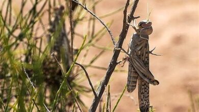 افزایش احتمال حمله ملخ های صحرایی به شهرهای جنوبی کشور