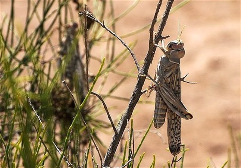 افزایش احتمال حمله ملخ های صحرایی به شهرهای جنوبی کشور