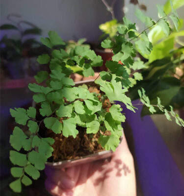 نگهداری گیاه پرسیاوشان