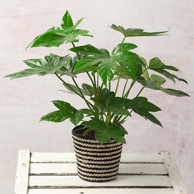 نگهداری گیاه آرالیا ژاپنی