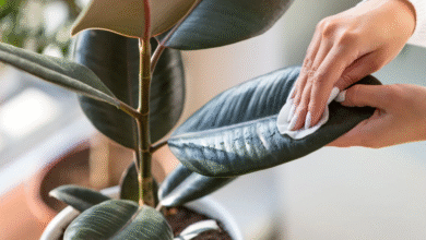 چگونه برگ گیاهان آپارتمانی را بدون آسیب تمیز کنیم؟