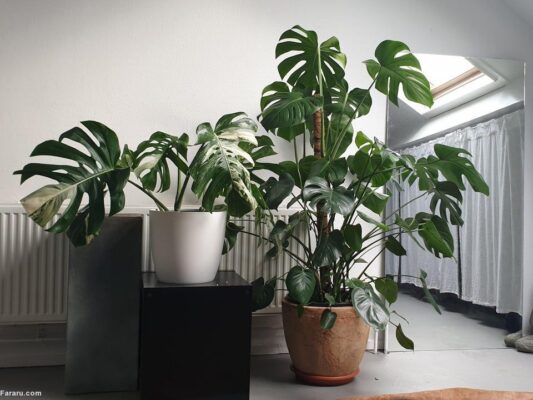 نگهداری گیاه آپارتمانی