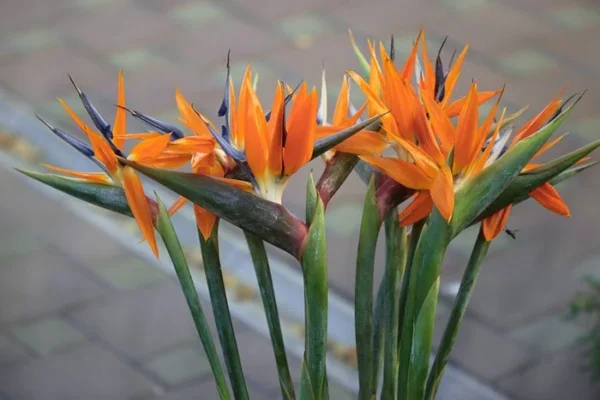 نحوه نگهداری و پرورش گیاه پرنده بهشتی