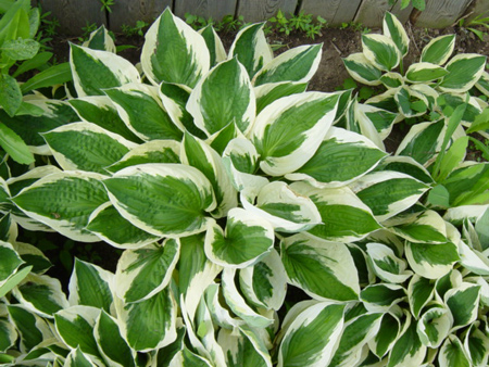 نگهداری گیاه هوستا