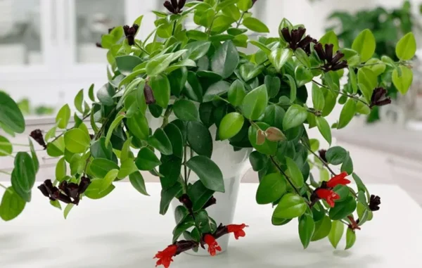 نگهداری گیاه خر دم 