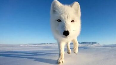 عکس های قطبی سال 2025