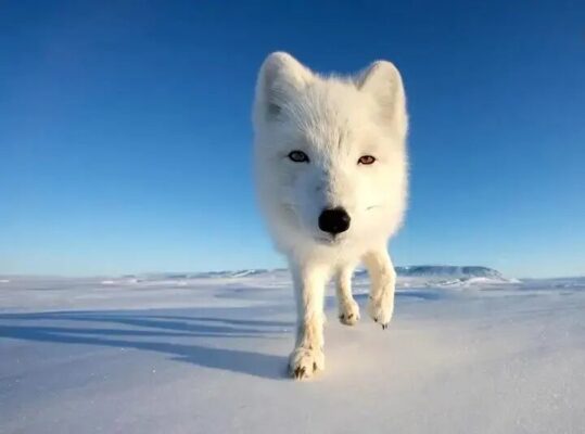 عکس های قطبی سال 2025